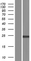 NUDT16L1 Protein - Western validation with an anti-DDK antibody * L: Control HEK293 lysate R: Over-expression lysate