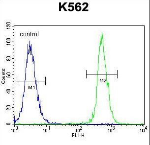 NUDT19 Antibody - NUDT19 Antibody flow cytometry of K562 cells (right histogram) compared to a negative control cell (left histogram). FITC-conjugated goat-anti-rabbit secondary antibodies were used for the analysis.