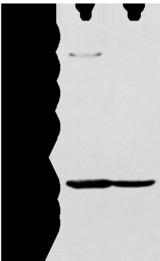 NUDT19 Antibody - Western blot analysis of 293T and K562 cell  using NUDT19 Polyclonal Antibody at dilution of 1:350