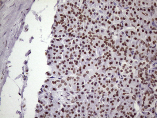 NUDT21 Antibody - IHC of paraffin-embedded Human pancreas tissue using anti-NUDT21 mouse monoclonal antibody. (Heat-induced epitope retrieval by 1 mM EDTA in 10mM Tris, pH8.5, 120°C for 3min)(1:150).
