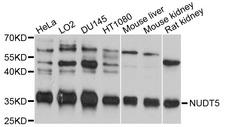 NUDT5 Antibody - Western blot analysis of extracts of various cell lines, using NUDT5 antibody at 1:1000 dilution. The secondary antibody used was an HRP Goat Anti-Rabbit IgG (H+L) at 1:10000 dilution. Lysates were loaded 25ug per lane and 3% nonfat dry milk in TBST was used for blocking. An ECL Kit was used for detection and the exposure time was 10s.