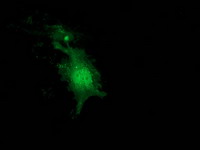 NUDT6 Antibody - Anti-NUDT6 mouse monoclonal antibody immunofluorescent staining of COS7 cells transiently transfected by pCMV6-ENTRY NUDT6.