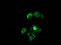 NUDT6 Antibody - Anti-NUDT6 mouse monoclonal antibody immunofluorescent staining of COS7 cells transiently transfected by pCMV6-ENTRY NUDT6.
