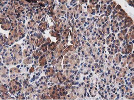 NUDT6 Antibody - IHC of paraffin-embedded Human pancreas tissue using anti-NUDT6 mouse monoclonal antibody.