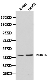 NUDT6 Antibody - Western blot of NUDT6 pAb in extracts from Jurkat and HepG2 cells.