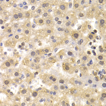 NUDT6 Antibody - Immunohistochemistry of paraffin-embedded mouse liver tissue.