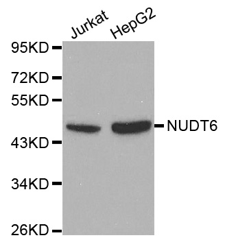 NUDT6 Antibody - Western blot analysis of extracts of various cell lines, using NUDT6 antibody at 1:1000 dilution. The secondary antibody used was an HRP Goat Anti-Rabbit IgG (H+L) at 1:10000 dilution. Lysates were loaded 25ug per lane and 3% nonfat dry milk in TBST was used for blocking.