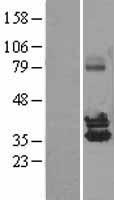 NUDT6 Protein - Western validation with an anti-DDK antibody * L: Control HEK293 lysate R: Over-expression lysate