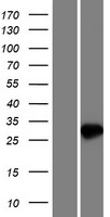 NUDT7 Protein - Western validation with an anti-DDK antibody * L: Control HEK293 lysate R: Over-expression lysate