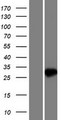 NUDT7 Protein - Western validation with an anti-DDK antibody * L: Control HEK293 lysate R: Over-expression lysate