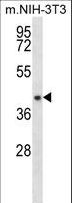 NUDT9 Antibody - NUDT9 Antibody western blot of mouse NIH-3T3 cell line lysates (35 ug/lane). The NUDT9 antibody detected the NUDT9 protein (arrow).