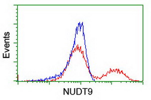 NUDT9 Antibody - HEK293T cells transfected with either overexpress plasmid (Red) or empty vector control plasmid (Blue) were immunostained by anti-NUDT9 antibody, and then analyzed by flow cytometry.