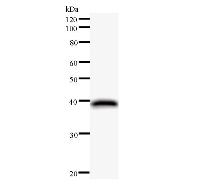 NUFIP1 / NUFIP Antibody - Western blot analysis of immunized recombinant protein, using anti-NUFIP1 monoclonal antibody.