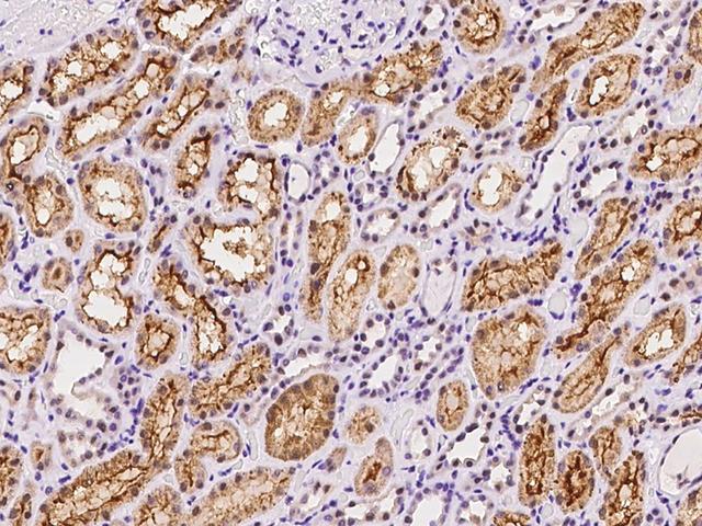 NUFIP1 / NUFIP Antibody - Immunochemical staining of human NUFIP1 in human kidney with rabbit polyclonal antibody at 1:100 dilution, formalin-fixed paraffin embedded sections.