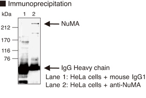 NUMA1 / NUMA Antibody