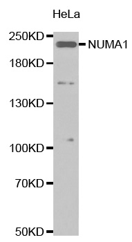 NUMA1 / NUMA Antibody - Western blot analysis of extracts of HeLa cell tissue.