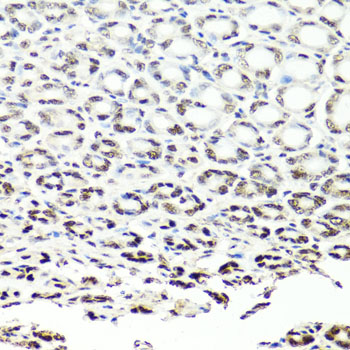 NUMA1 / NUMA Antibody - Immunohistochemistry of paraffin-embedded mouse stomach using NUMA1 antibodyat dilution of 1:100 (40x lens).