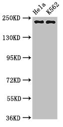 NUMA1 / NUMA Antibody - Positive Western Blot detected in Hela whole cell lysate, K562 whole cell lysate. All lanes: NUMA1 antibody at 3.2 µg/ml Secondary Goat polyclonal to rabbit IgG at 1/50000 dilution. Predicted band size: 239, 237, 202, 201, 110 KDa. Observed band size: 239 KDa