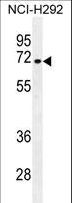 NUMB Antibody - NUMB Antibody western blot of NCI-H292 cell line lysates (35 ug/lane). The NUMB antibody detected the NUMB protein (arrow).