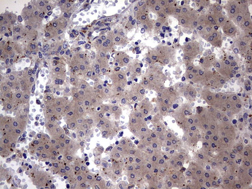 NUMB Antibody - IHC of paraffin-embedded Human embryonic liver tissue using anti-NUMB mouse monoclonal antibody. (Heat-induced epitope retrieval by 1 mM EDTA in 10mM Tris, pH8.5, 120°C for 3min).