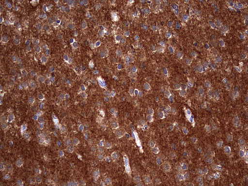NUMB Antibody - IHC of paraffin-embedded Human embryonic brain cortex tissue using anti-NUMB mouse monoclonal antibody. (Heat-induced epitope retrieval by 1 mM EDTA in 10mM Tris, pH8.5, 120°C for 3min).