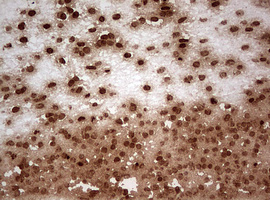 NUMB Antibody - IHC of paraffin-embedded Human embryonic cerebellum using anti-NUMB mouse monoclonal antibody. (Heat-induced epitope retrieval by 10mM citric buffer, pH6.0, 120°C for 3min).