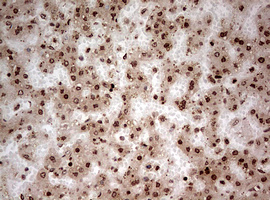 NUMB Antibody - IHC of paraffin-embedded Human embryonic liver tissue using anti-NUMB mouse monoclonal antibody. (Heat-induced epitope retrieval by 10mM citric buffer, pH6.0, 120°C for 3min).
