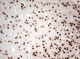NUMB Antibody - IHC of paraffin-embedded Human embryonic brain cortex tissue using anti-NUMB mouse monoclonal antibody. (Heat-induced epitope retrieval by 10mM citric buffer, pH6.0, 120°C for 3min).