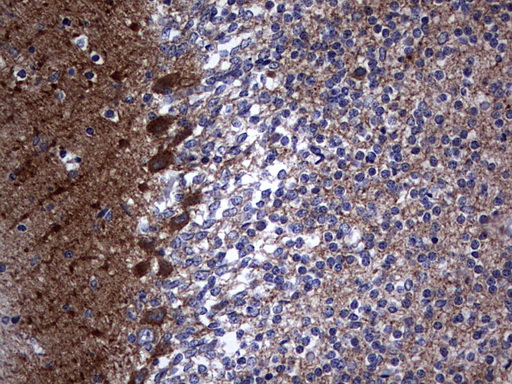 NUMB Antibody - IHC of paraffin-embedded Human embryonic cerebellum using anti-NUMB mouse monoclonal antibody. (Heat-induced epitope retrieval by 1 mM EDTA in 10mM Tris, pH9.0, 120°C for 3min).