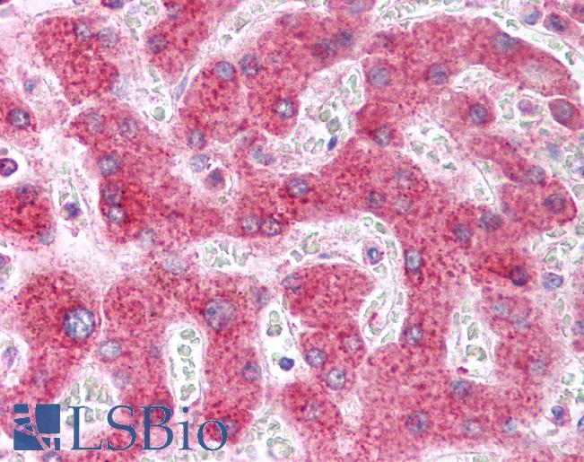NUMB Antibody - Anti-NUMB antibody IHC of human liver. Immunohistochemistry of formalin-fixed, paraffin-embedded tissue after heat-induced antigen retrieval. Antibody concentration 5 ug/ml.  This image was taken for the unconjugated form of this product. Other forms have not been tested.