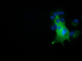 NUMB Antibody - Anti-NUMB mouse monoclonal antibody  immunofluorescent staining of COS7 cells transiently transfected by pCMV6-ENTRY NUMB.