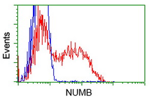 NUMB Antibody - HEK293T cells transfected with either overexpress plasmid (Red) or empty vector control plasmid (Blue) were immunostained by anti-NUMB antibody, and then analyzed by flow cytometry.