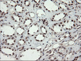 NUMB Antibody - IHC of paraffin-embedded Human Kidney tissue using anti-NUMB mouse monoclonal antibody.