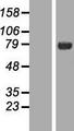 NUMB Protein - Western validation with an anti-DDK antibody * L: Control HEK293 lysate R: Over-expression lysate