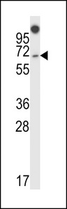 NUMBLIKE / NUMBL Antibody - NUMBL Antibody western blot of 293 cell line lysates (35 ug/lane). The NUMBL antibody detected the NUMBL protein (arrow).