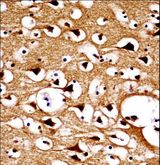 NUMBLIKE / NUMBL Antibody - NUMBL Antibody immunohistochemistry of formalin-fixed and paraffin-embedded human brain tissue followed by peroxidase-conjugated secondary antibody and DAB staining.