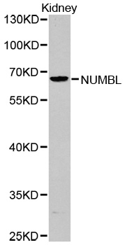 NUMBLIKE / NUMBL Antibody - Western blot analysis of extracts of kidney cell lines.