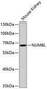 NUMBLIKE / NUMBL Antibody - Western blot analysis of extracts of Mouse kidney cells using NUMBL Polyclonal Antibody.