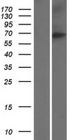 NUMBLIKE / NUMBL Protein - Western validation with an anti-DDK antibody * L: Control HEK293 lysate R: Over-expression lysate