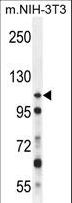 NUP107 Antibody - NUP107 Antibody western blot of mouse NIH-3T3 cell line lysates (35 ug/lane). The NUP107 antibody detected the NUP107 protein (arrow).