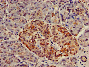 NUP107 Antibody - Immunohistochemistry of paraffin-embedded human pancreatic tissue using NUP107 Antibody at dilution of 1:100