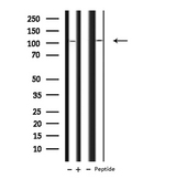 NUP107 Antibody - Western blot analysis of NUP107 expression in various lysates