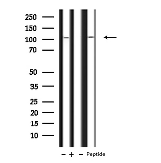 NUP107 Antibody - Western blot analysis of NUP107 expression in various lysates