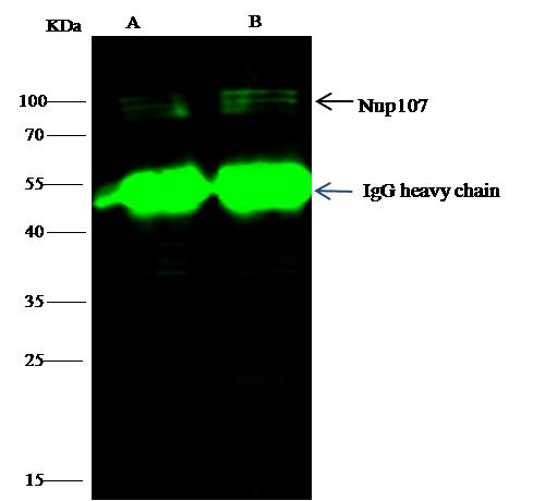 NUP107 Antibody - NUP107 was immunoprecipitated using: Lane A: 0.5 mg A549 Whole Cell Lysate. Lane B: 0.5 mg Hela Whole Cell Lysate. 1 uL anti-NUP107 rabbit polyclonal antibody and 15 ul of 50% Protein G agarose. Primary antibody: Anti-NUP107 rabbit polyclonal antibody, at 1:500 dilution. Secondary antibody: Dylight 800-labeled antibody to rabbit IgG (H+L), at 1:5000 dilution. Developed using the odssey technique. Performed under reducing conditions. Predicted band size: 106 kDa. Observed band size: 106 kDa.