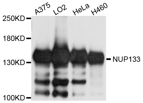 NUP133 Antibody - Western blot analysis of extract of various cells.