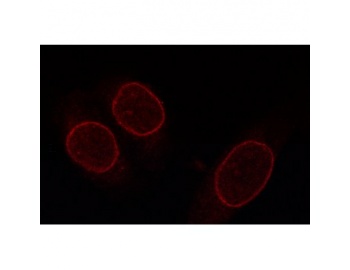 NUP153 Antibody - Immunofluorescence showing Nup 153 in HeLa cells 