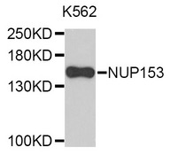 NUP153 Antibody - Western blot analysis of extracts of K562 cells.