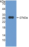 NUP155 Antibody