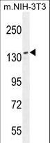 NUP160 Antibody - NUP160 Antibody western blot of mouse NIH-3T3 cell line lysates (35 ug/lane). The NUP160 antibody detected the NUP160 protein (arrow).