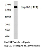 NUP160 Antibody - Western blot of Nup160 (L424) pAb in extracts from RAW264.7 cells.
